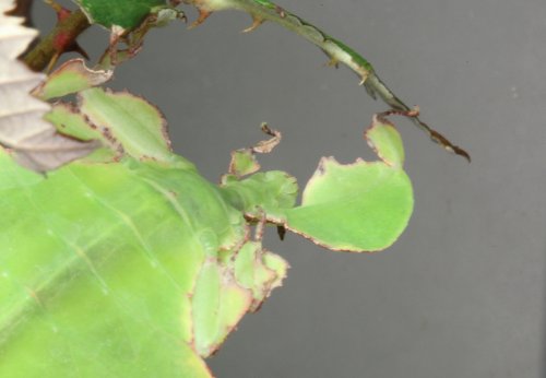  leaf insect stick insect vandrende blade PSG 278 PSG 72  phyllium vandrende pinde