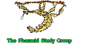 Phasmid Study Group
